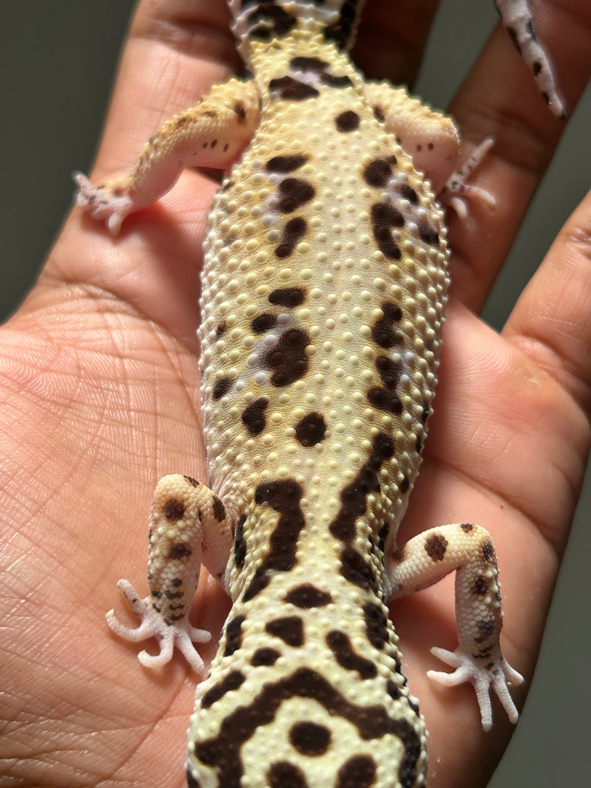 Gecko leopardo Bold stripe hembra