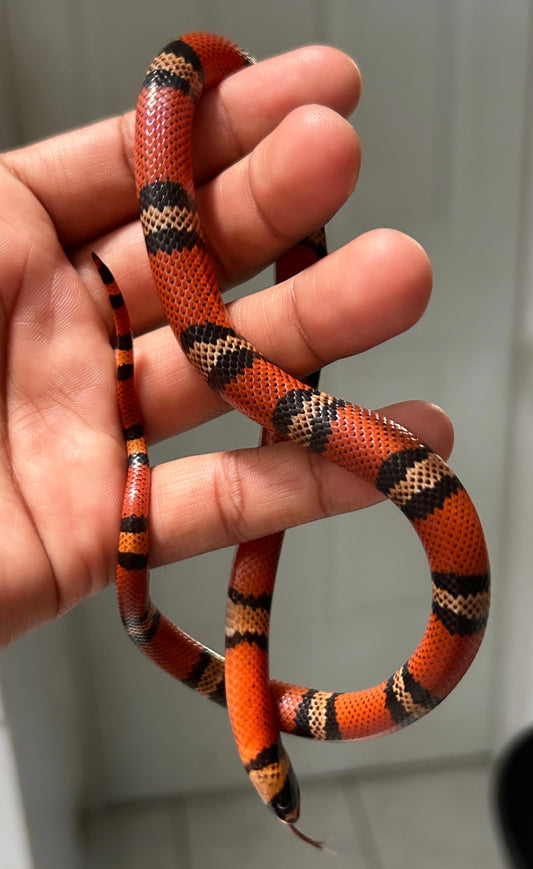Falsa coral de honduras tangerine macho