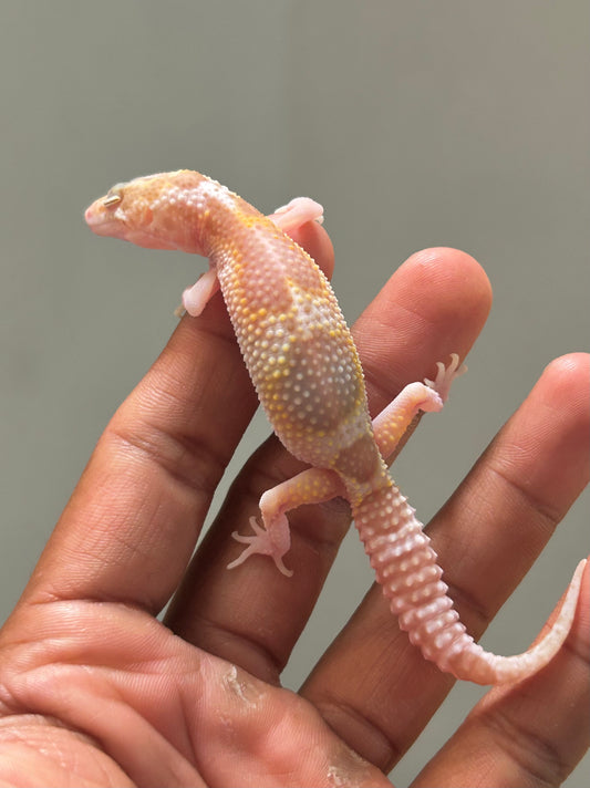 Gecko leopardo W&Y snow raptor hembra