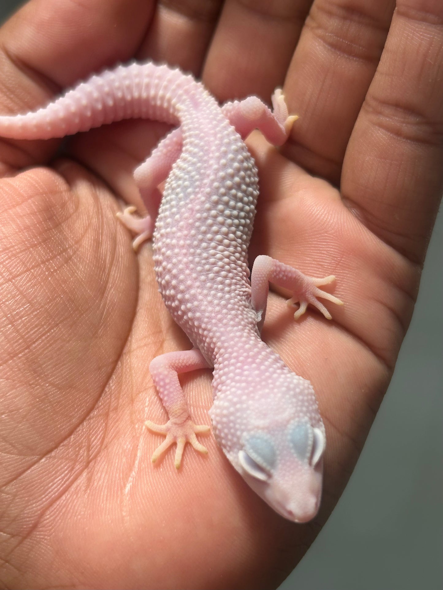 Gecko leopardo Diablo blanco macho