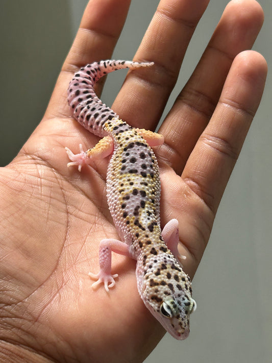 Gecko leopardo W&Y snow eclipse hembra
