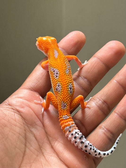 Gecko leopardo blood inferno macho