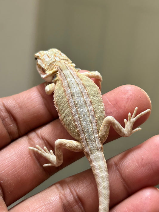 Pogona Citrus leatherback het trans macho