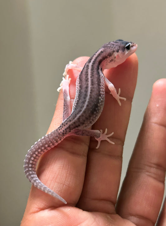 Gecko leopardo Super Snow