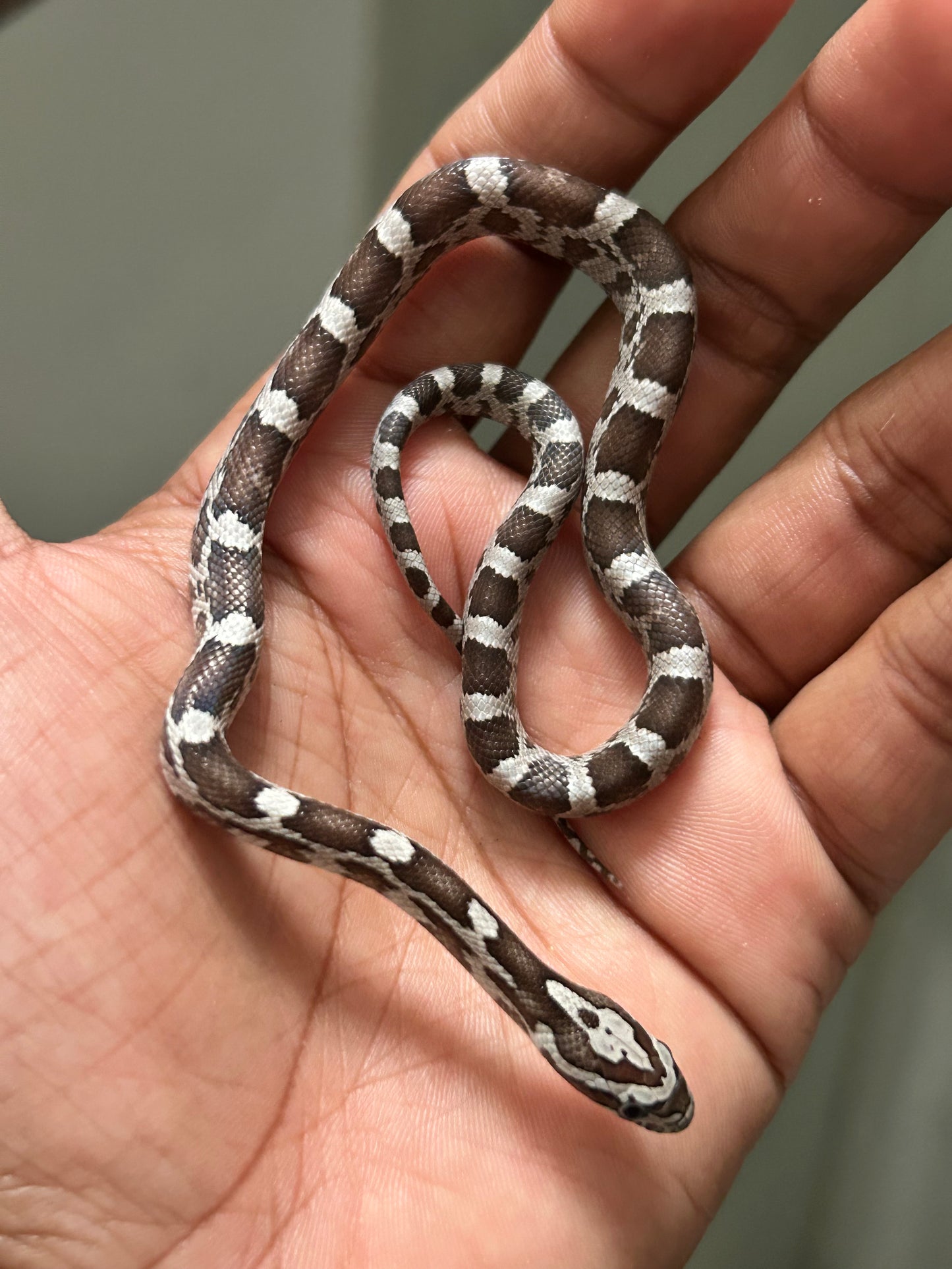 Serpiente maicera anery hembra