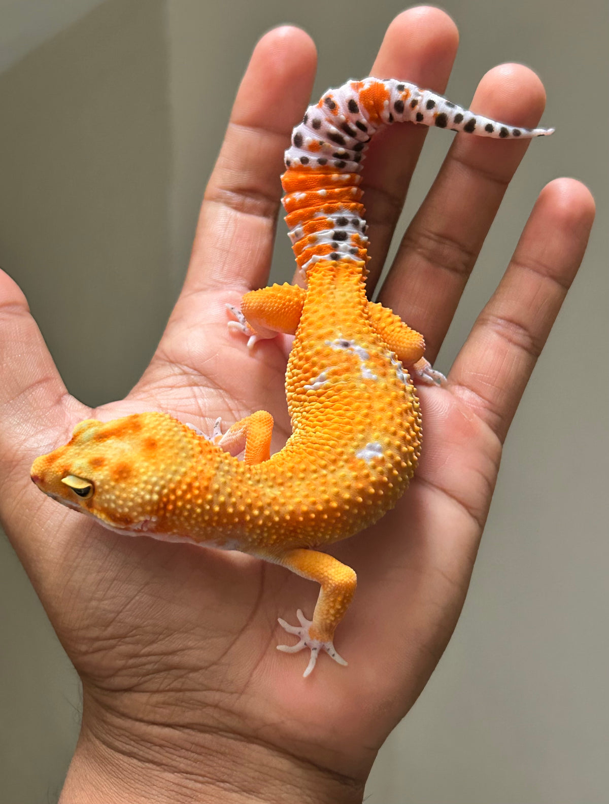 Gecko Leopardo Blood  macho