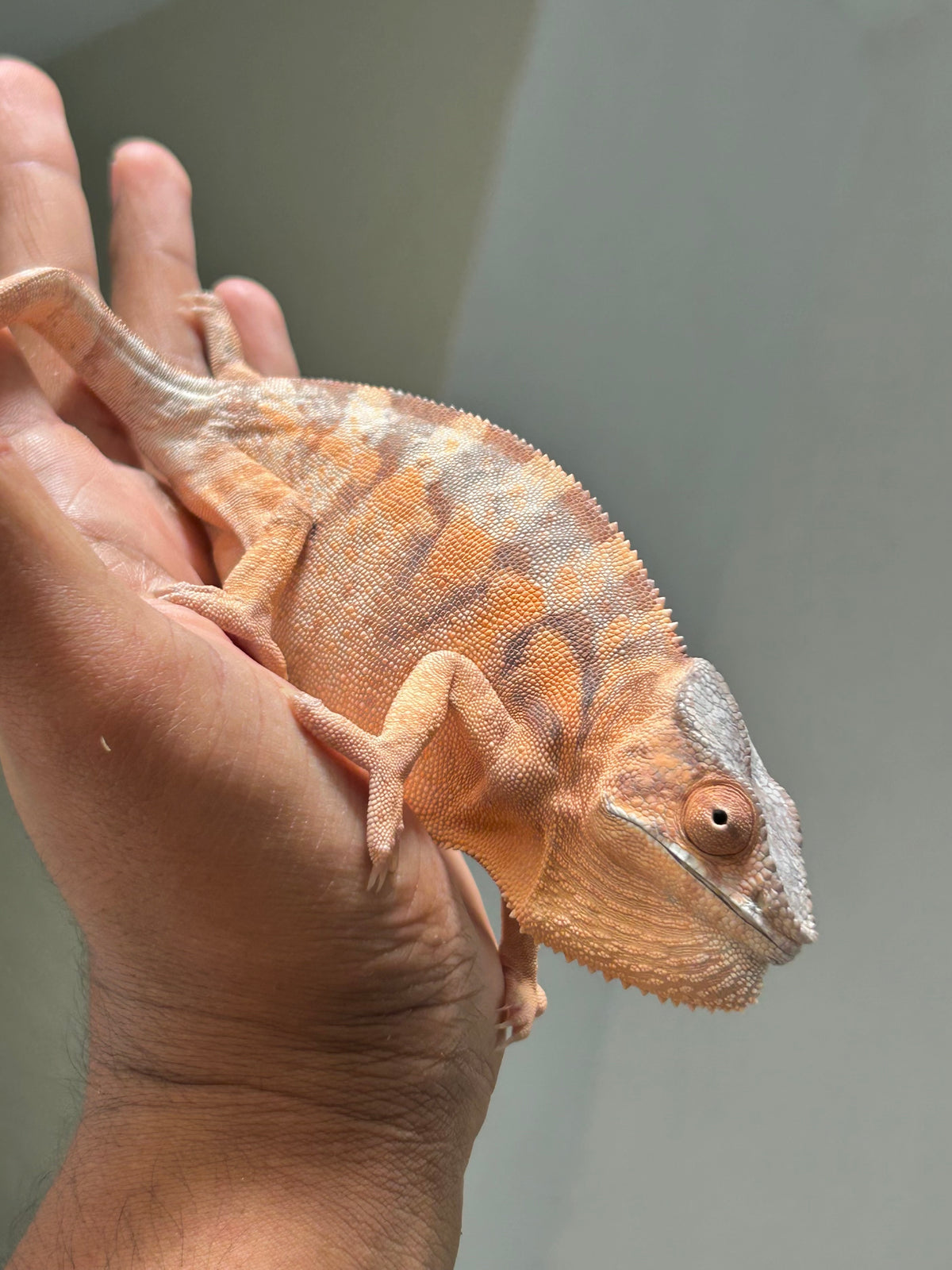 Camaleón pantera ambilobe hembra