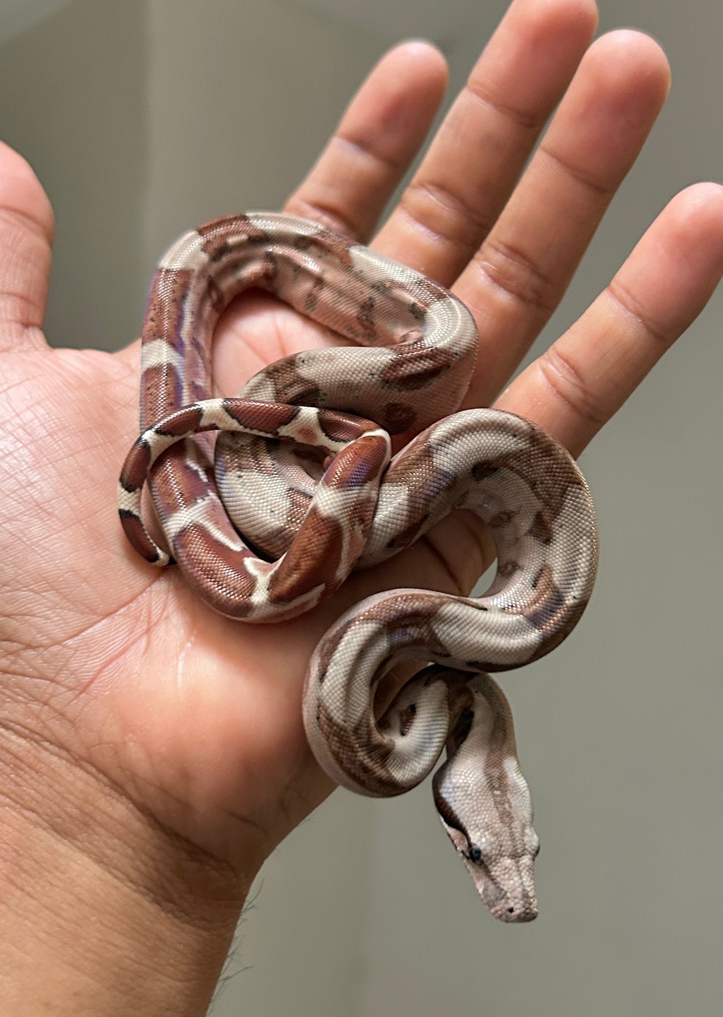 Boa colombiana Hypo macho