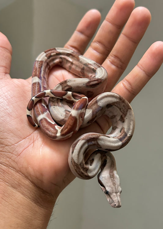 Boa colombiana Hypo macho