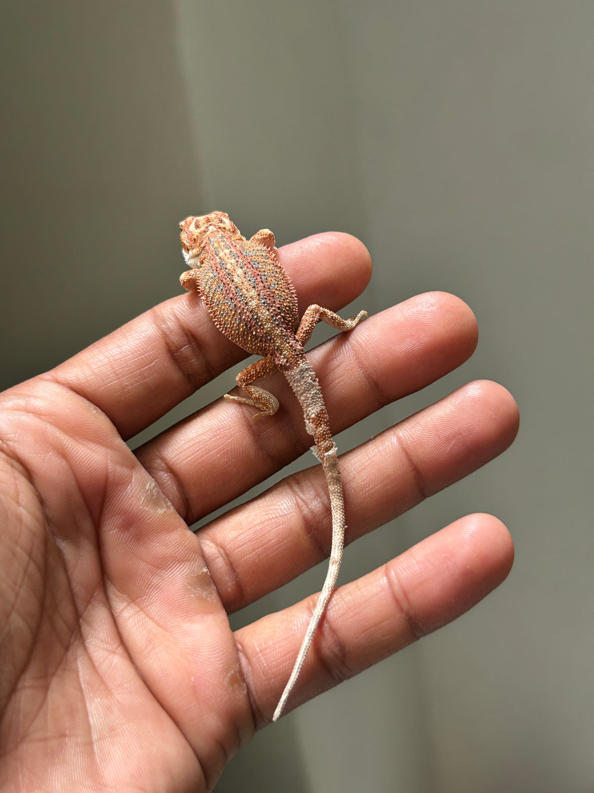 Pogona Red hypo leatherback hembra