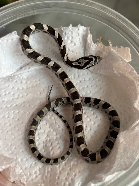 Serpiente del maíz black anery hembra