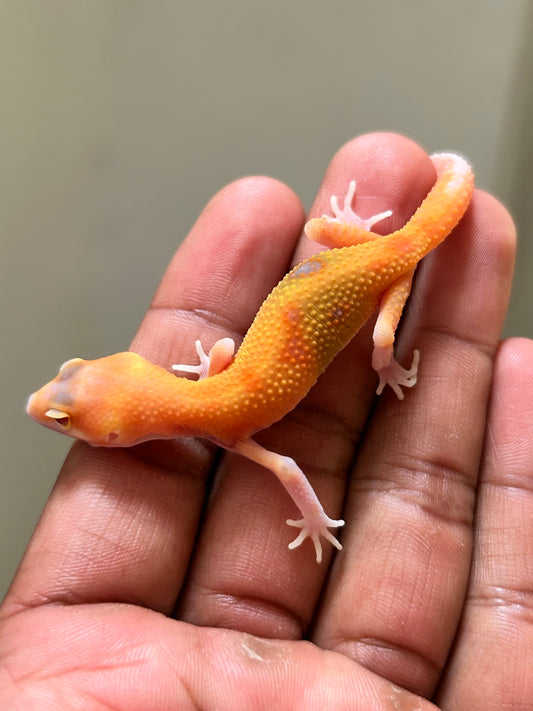 Gecko leopardo Blood raptor