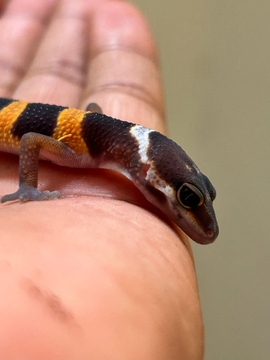 Gecko leopardo Blood inferno