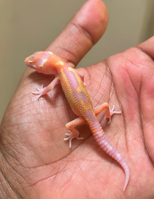 Gecko leopardo Blood tremper HC