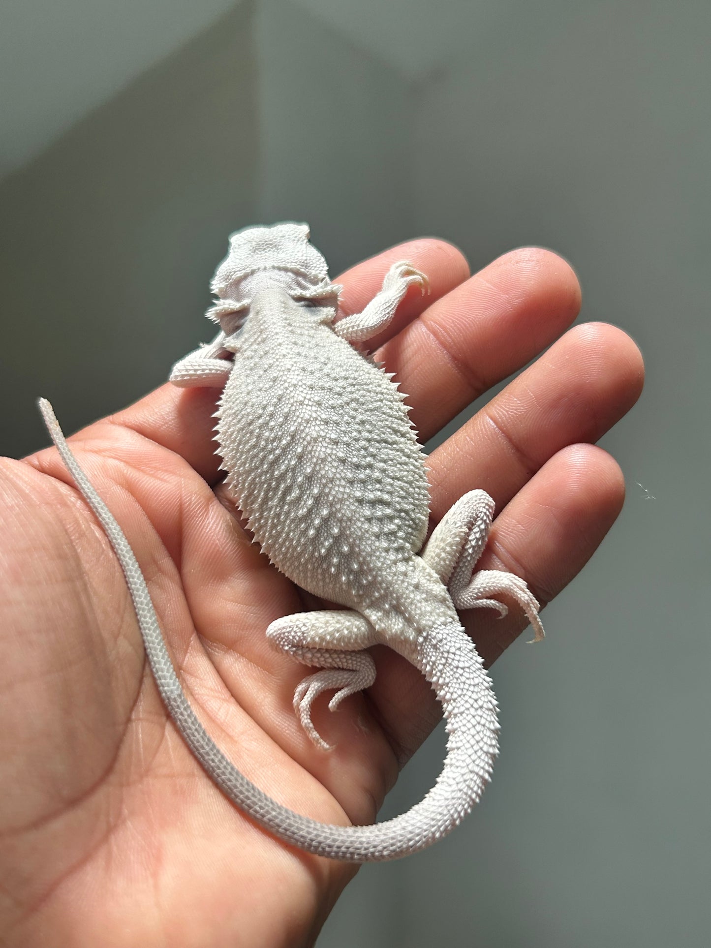 Pogona Hypo zero macho