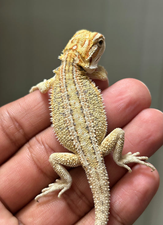Pogona Citrus hypo dunner hembra