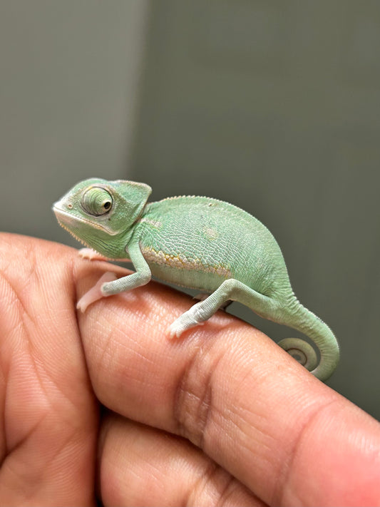 Camaleón de velo low pied macho cría