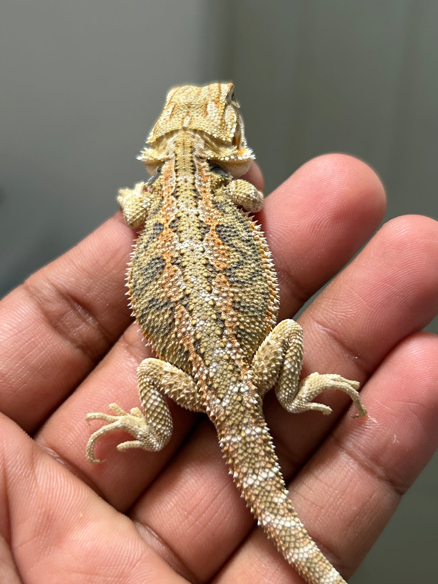 Pogona Hypo hembra