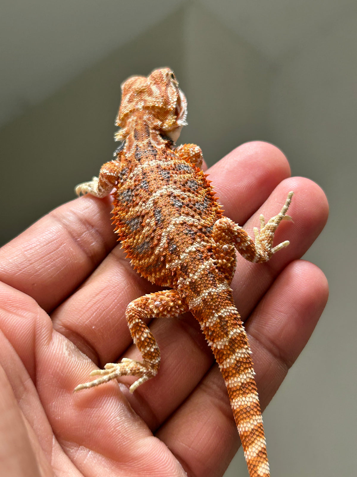 Pogona Chamuco macho