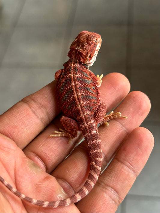 Reserva de Pogona Red Blue Tiger