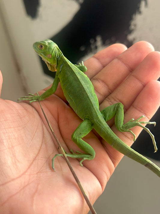 Iguana het albino