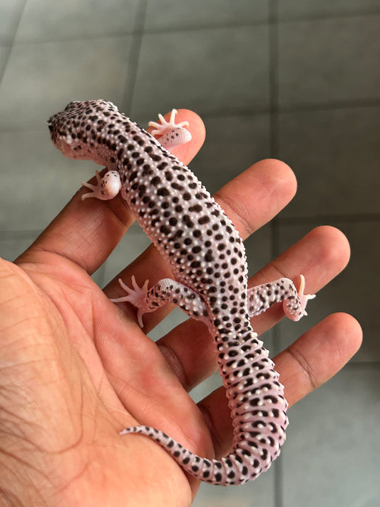Gecko leopardo Super snow macho
