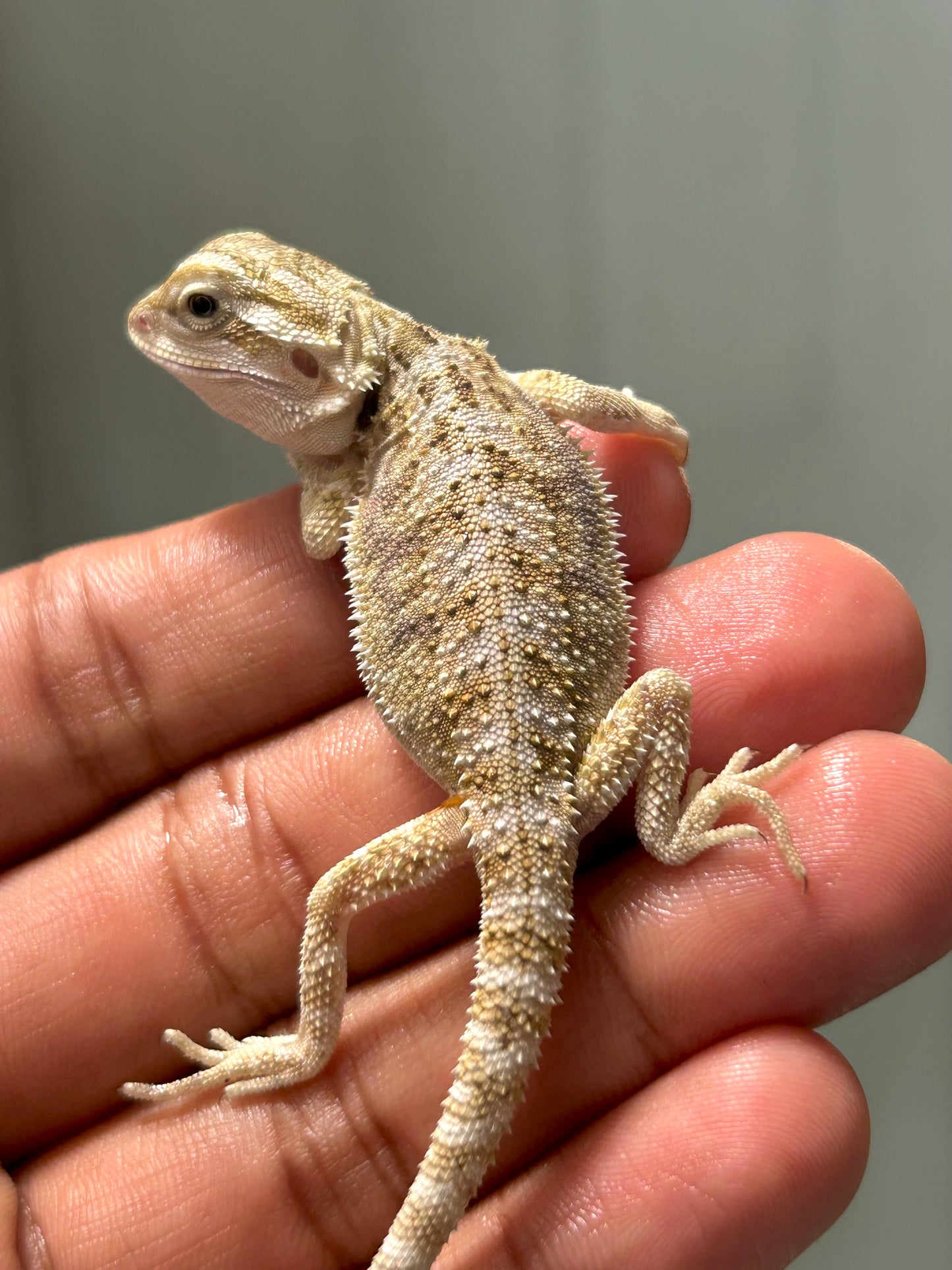 Pogona nominal het hypo/witblits hembra