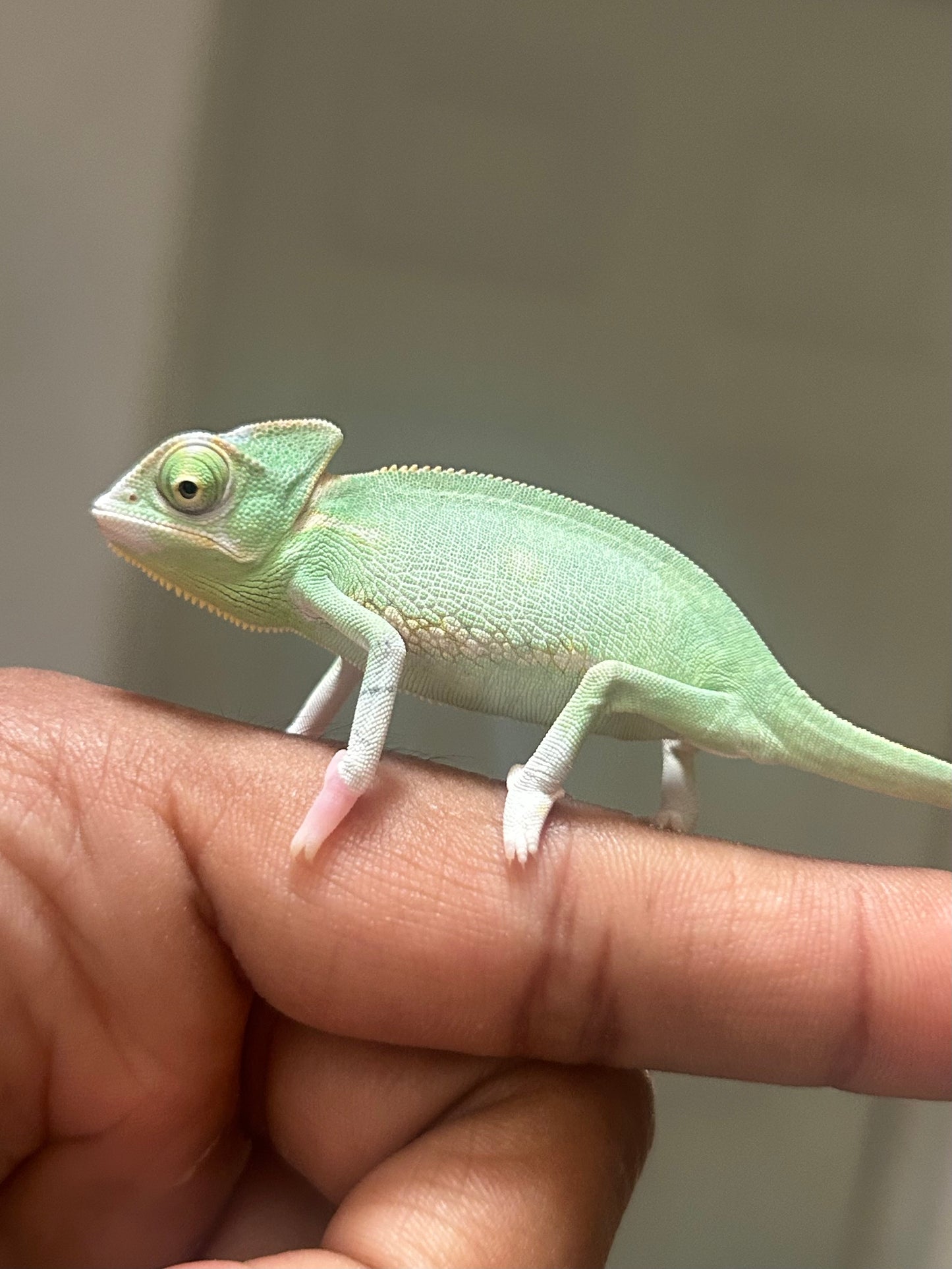 Camaleón de velo low pied macho