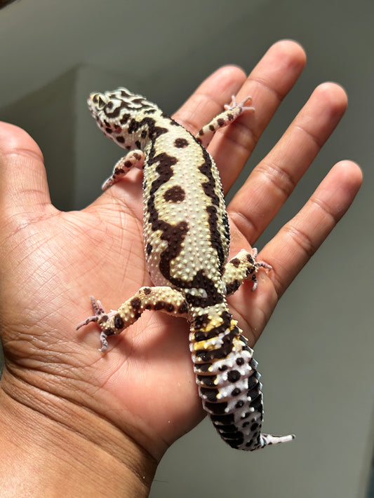Gecko leopardo Bold stripe hembra