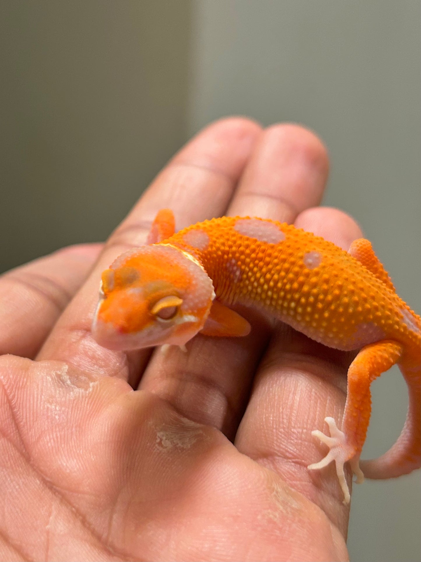 Gecko leopardo Red Diamond hembra