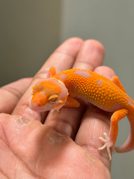 Gecko leopardo Red Diamond hembra