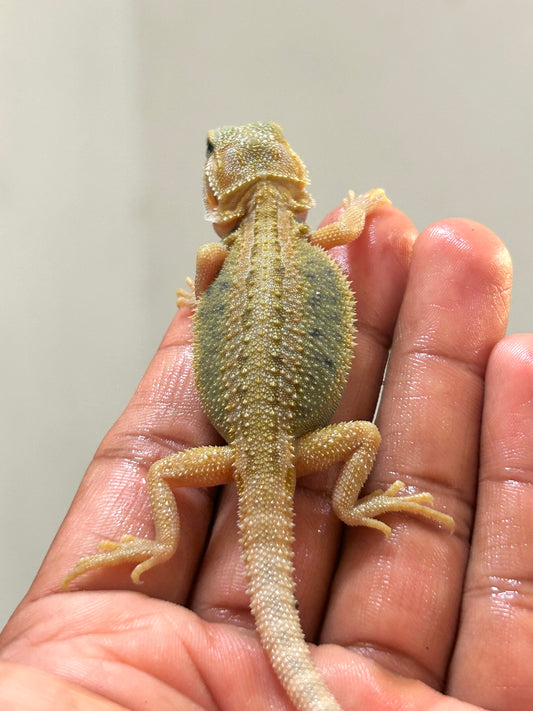Pogona Citrus hypo trans hembra