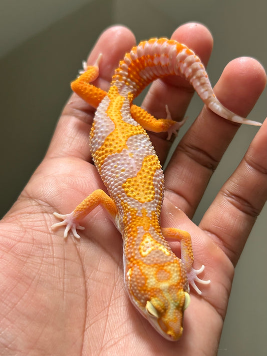 Gecko leopardo Red Diamond macho