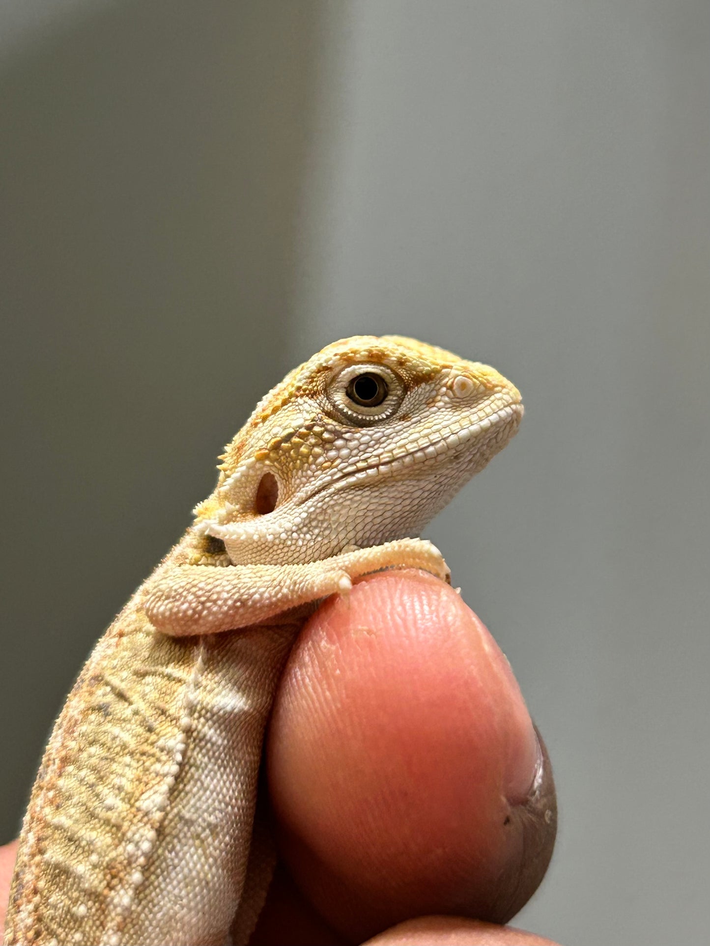 Pogona Citrus hypo dunner leatherback hembra