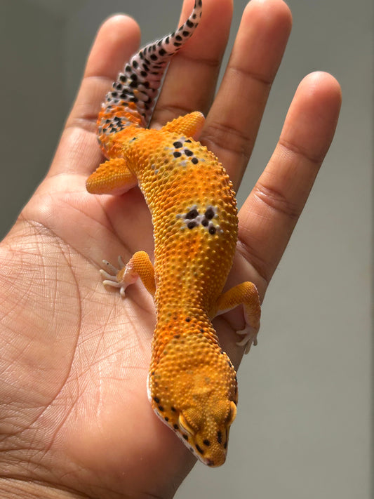 Gecko leopardo Noir dèsir macho