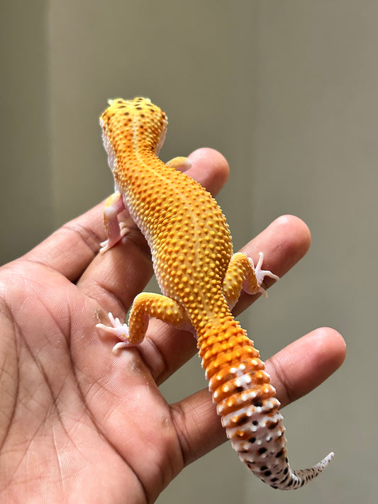 Gecko leopardo Tangerine eclipse macho