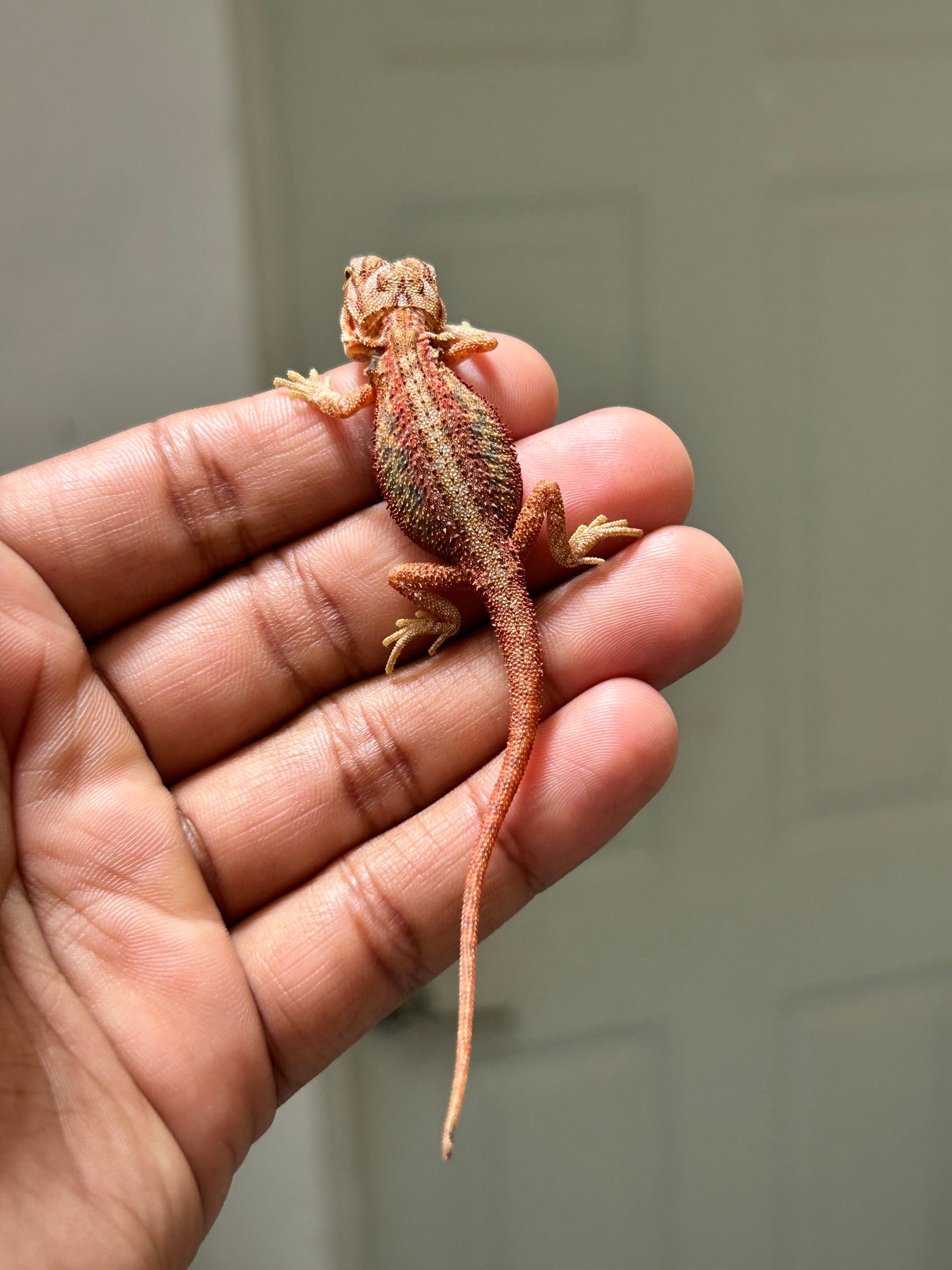 Pogona chamuco dunner hypo trans macho