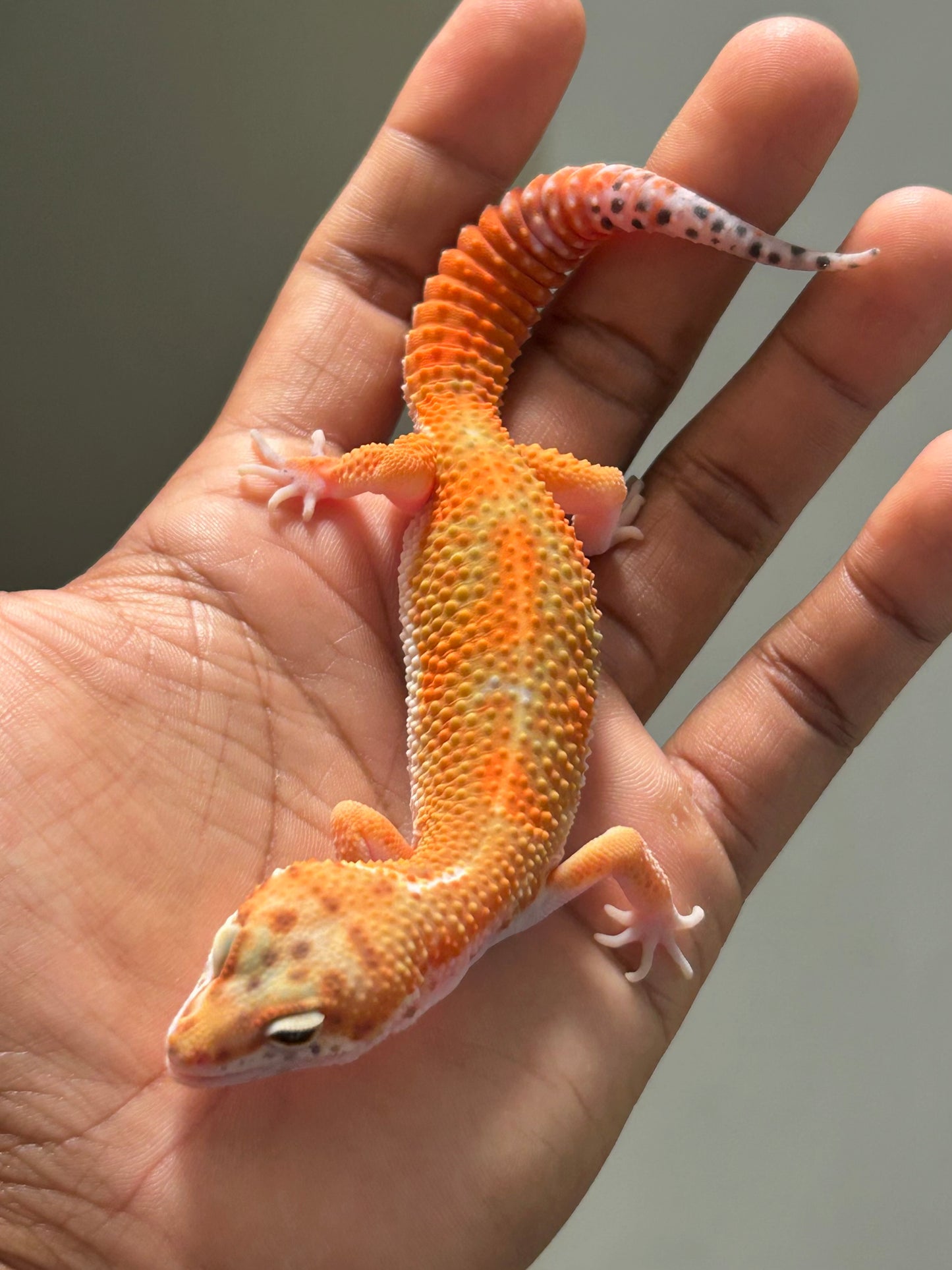Gecko leopardo Blood emerine macho