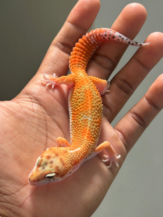 Gecko leopardo Blood emerine macho