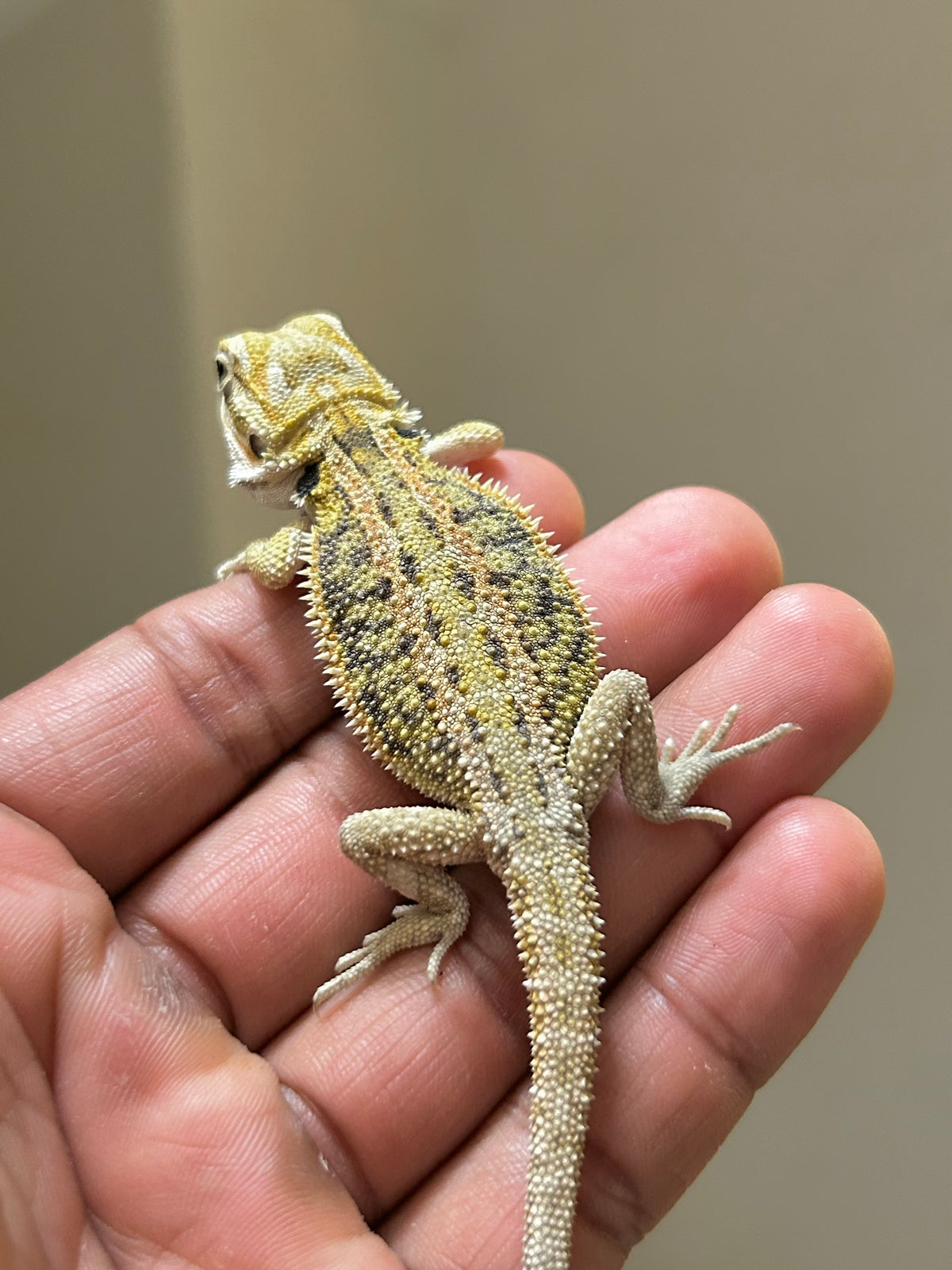 Pogona Citrus hypo dunner hembra
