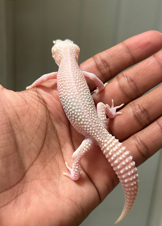 Gecko leopardo W&Y super snow tremper het eclipse macho