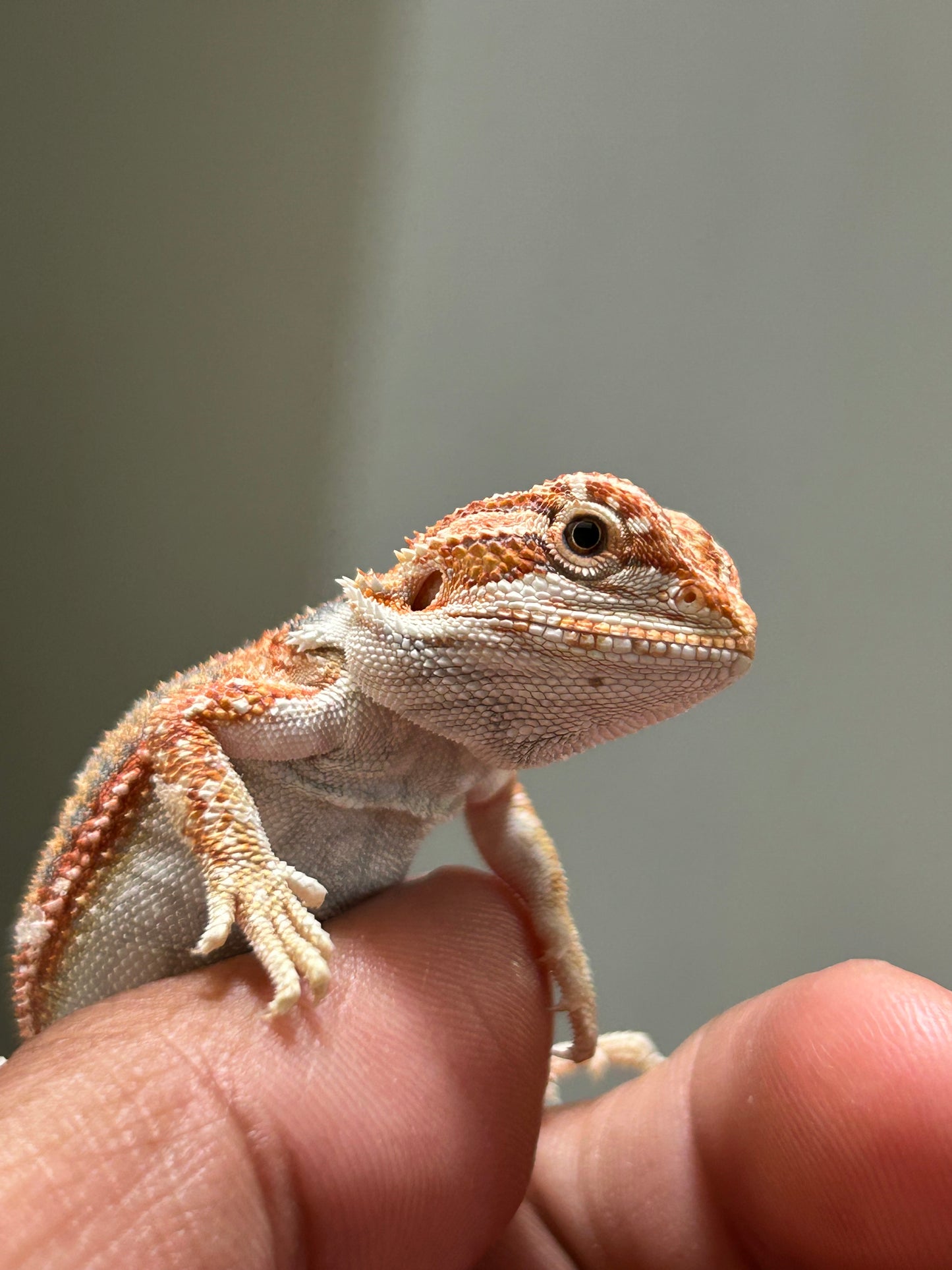 Pogona Red hypo dunner macho