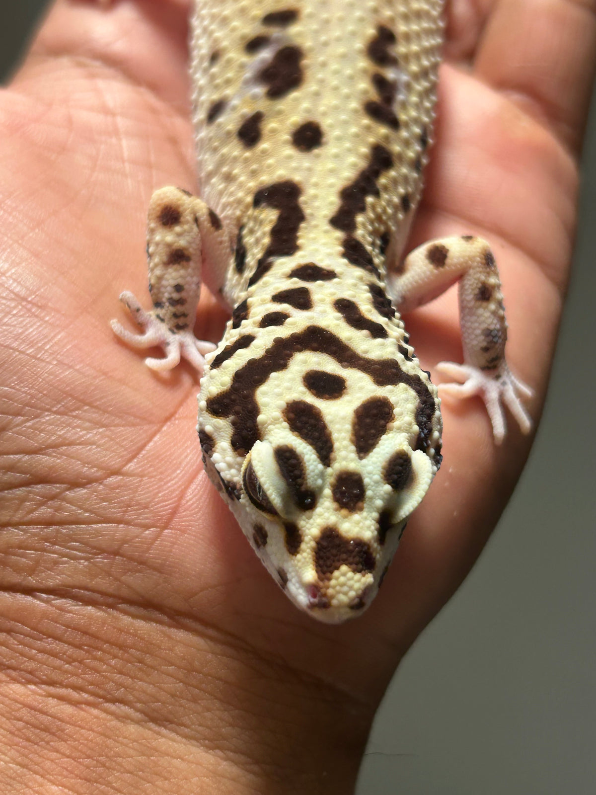 Gecko leopardo Bold stripe hembra