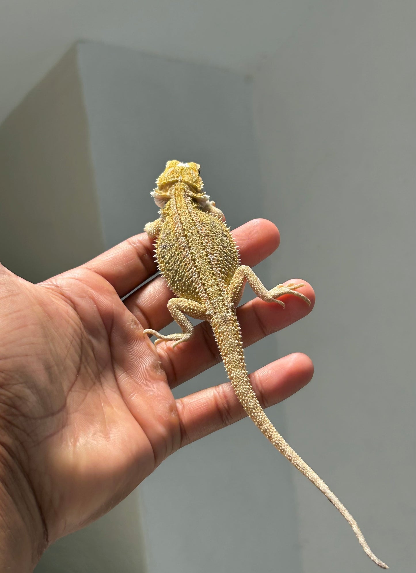 Pogona Citrus hypo hembra