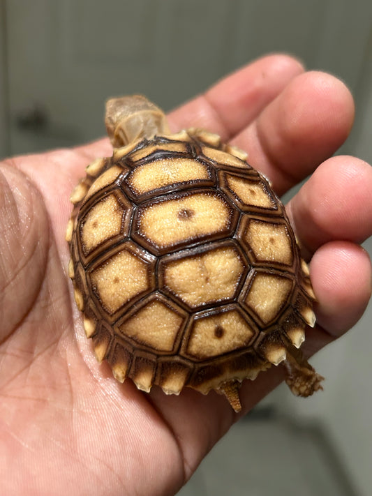 Tortuga sulcata cría