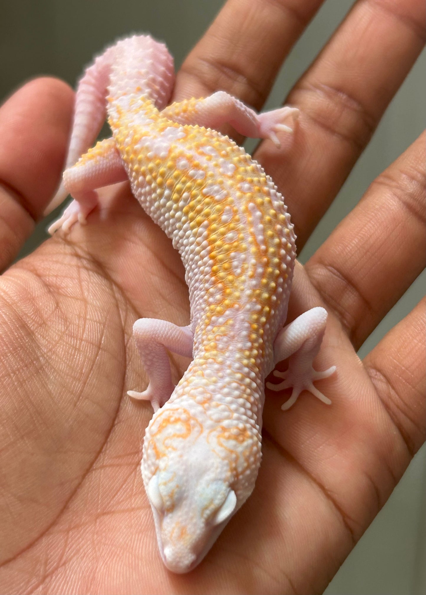 Gecko leopardo W&Y tremper het eclipse macho