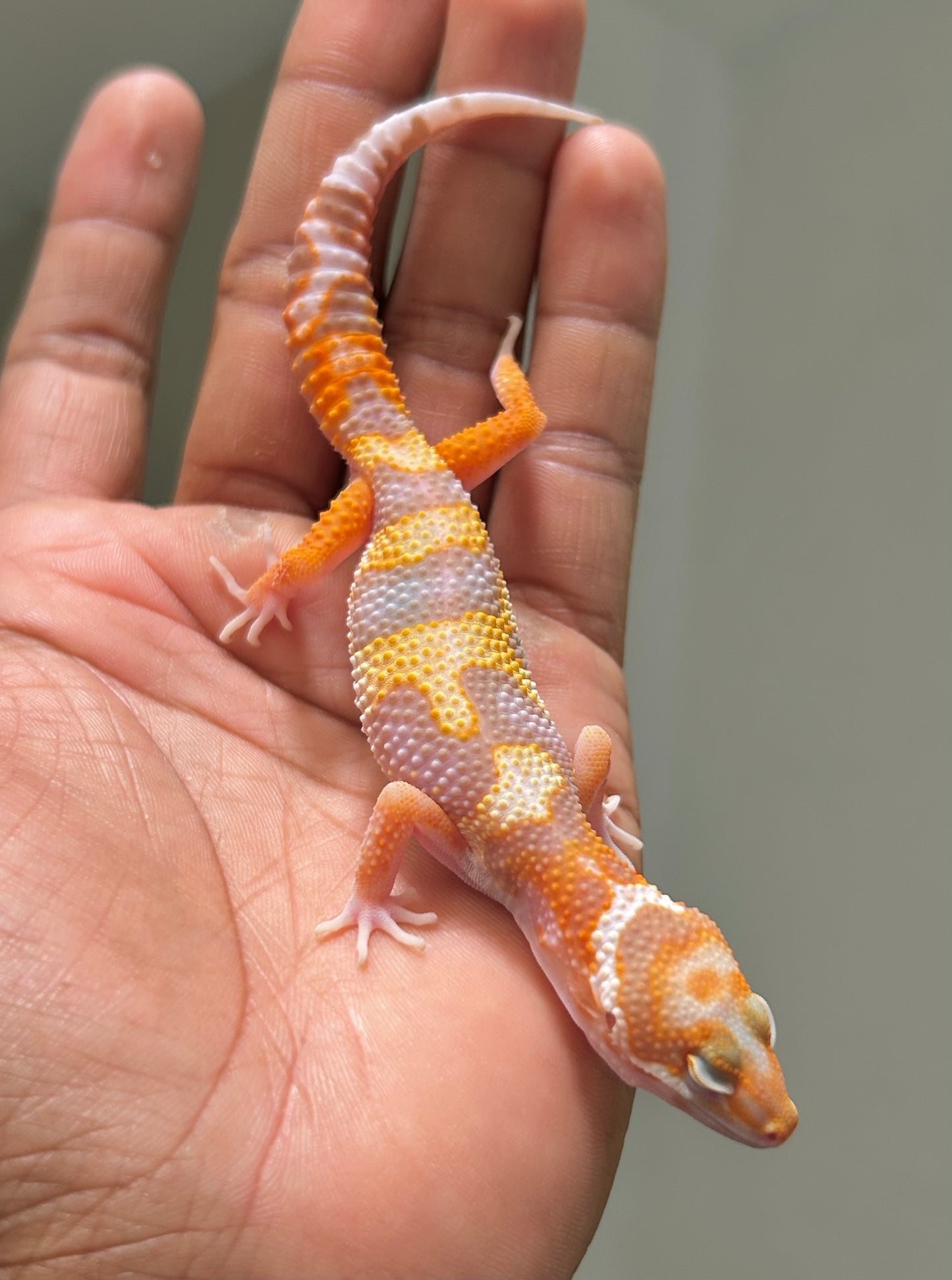 Gecko leopardo Tremper HC macho