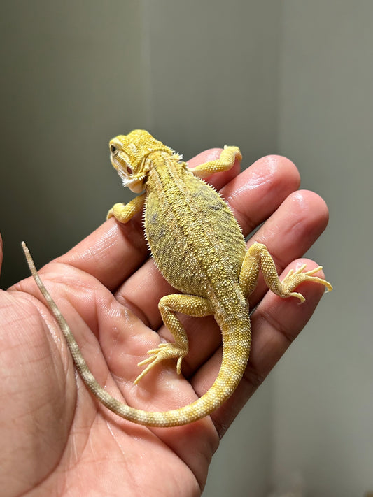 Pogona Citrus Hypo leatherback hembra