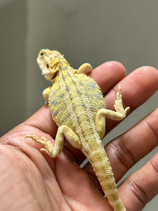 Pogona Citrus Hypo het trans macho