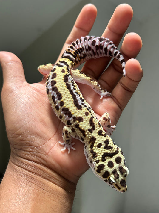 Gecko Leopardo Bold stripe macho